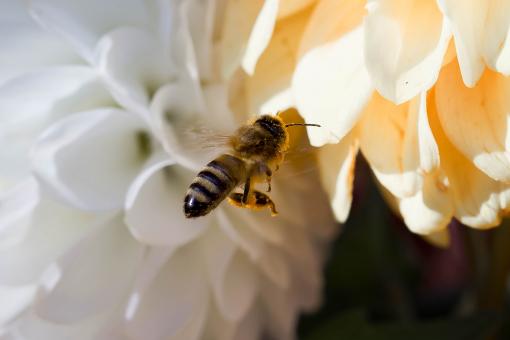 Free Stock Photo of Fly on the Flower