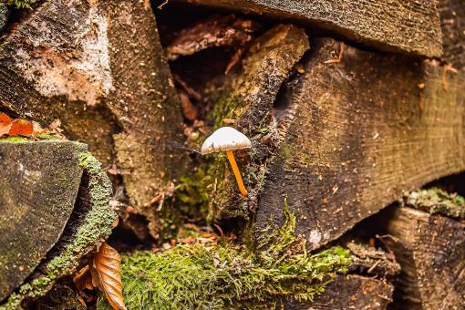 Free Stock Photo of Wild Mushroom