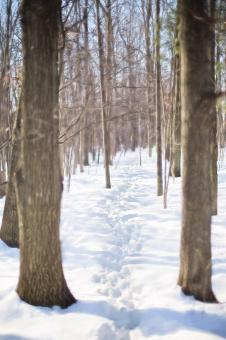 Free Stock Photo of Woods in Winter
