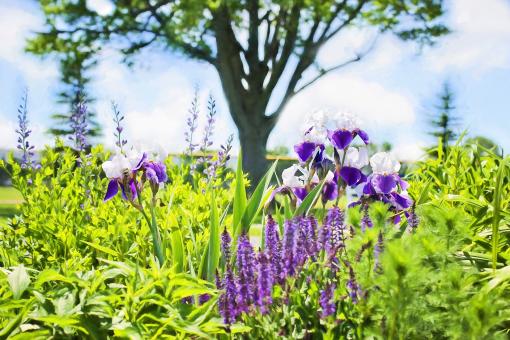 Free Stock Photo of Iris in the Garden