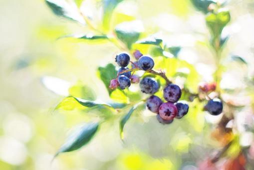 Free Stock Photo of Blueberries on the Tree