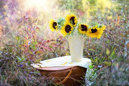 Free Stock Photo of Sunflowers in the Pot