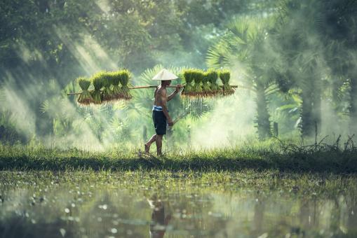 Free Stock Photo of Carrying Grass on a Stick