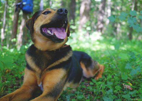 Free Stock Photo of Loyal Dog