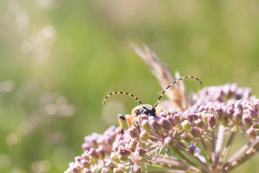 Free Stock Photo of Insect on the Flower