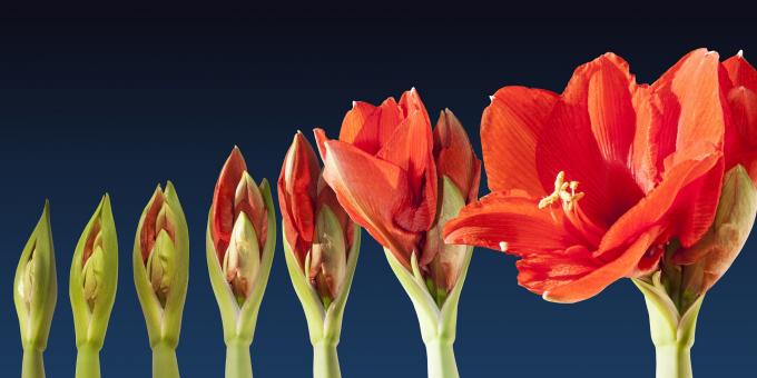 Free Stock Photo of Flowers in the Garden