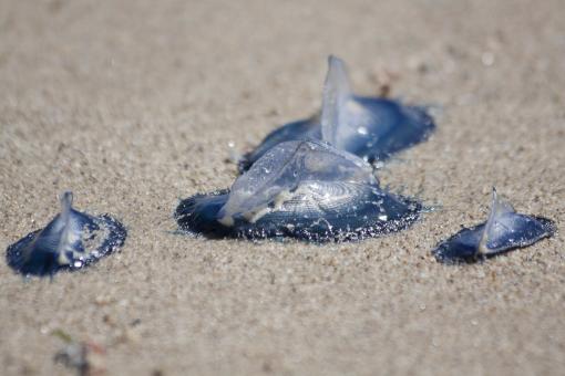 Free Stock Photo of Jellyfish on the Beach