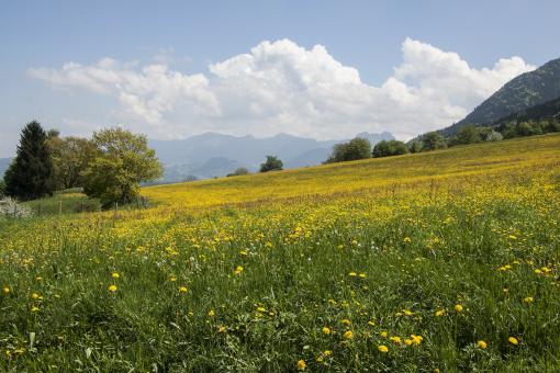 Free Stock Photo of Field in Spring