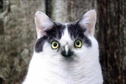 Free Stock Photo of Cat with Eagle Eyes