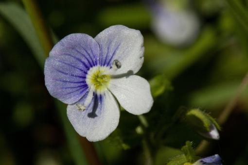 Free Stock Photo of Blooming Flower