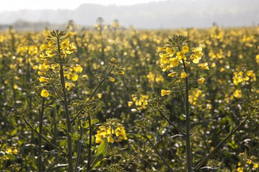 Free Stock Photo of Oilseed Rape