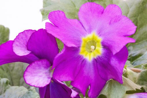 Free Stock Photo of Purple Primroses