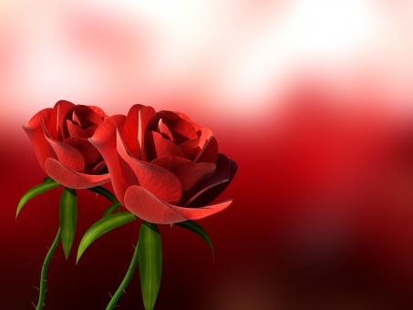 Free Stock Photo of Roses with Copyspace