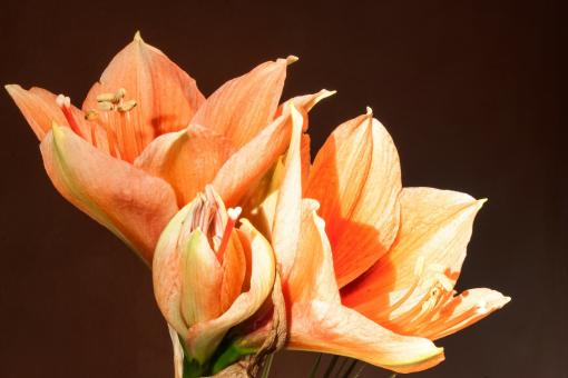 Free Stock Photo of Fresh Amaryllis