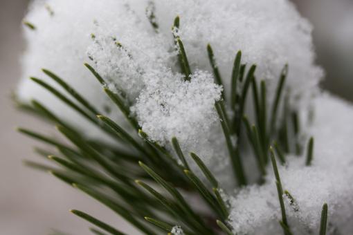 Free Stock Photo of Icy Pine