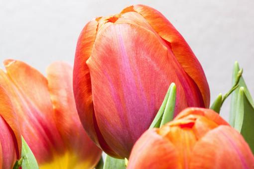 Free Stock Photo of Tulip Closeup