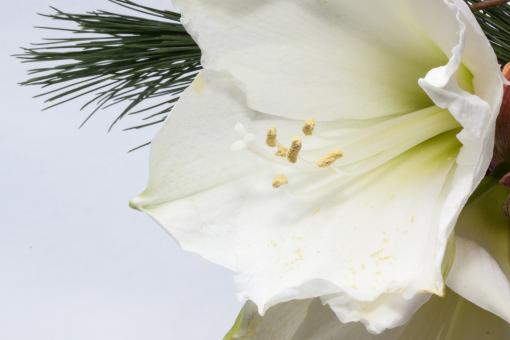 Free Stock Photo of White Amaryllis