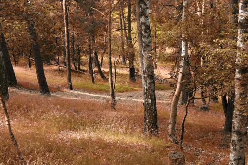 Free Stock Photo of Autumn Forest