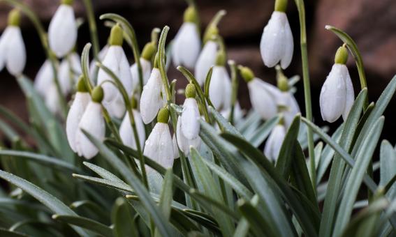 Free Stock Photo of Snowdrop flower