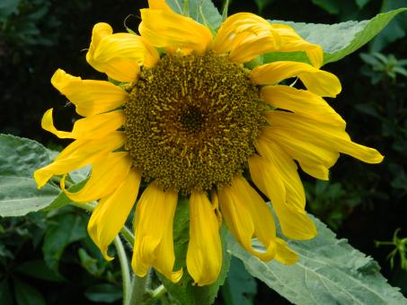 Free Stock Photo of Sunflower