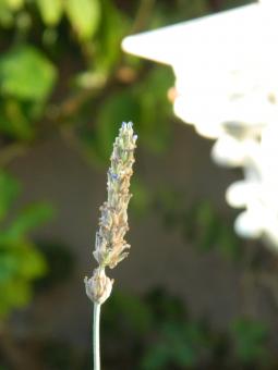 Free Stock Photo of Lavender