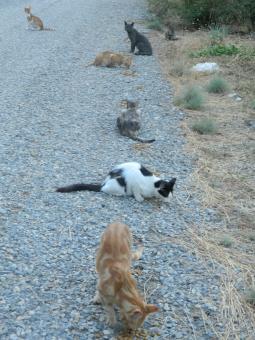 Free Stock Photo of Stray Cats
