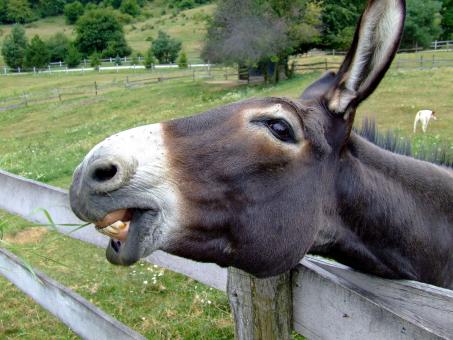 Free Stock Photo of Donkey in the Farm