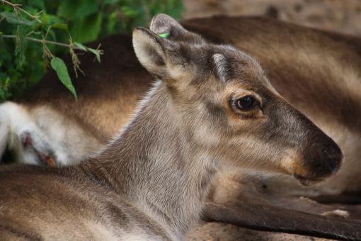 Free Stock Photo of Reindeer Closeup