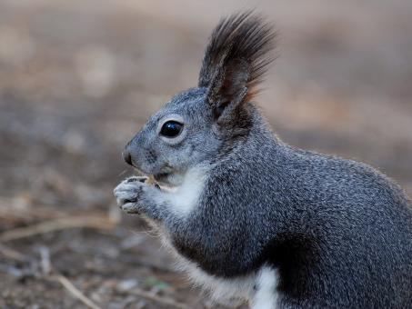 Free Stock Photo of Wild Squirrel