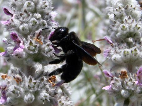 Free Stock Photo of Fly on the Flowers