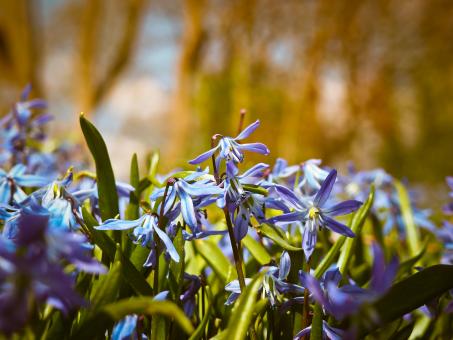 Free Stock Photo of Bluebell Flowers