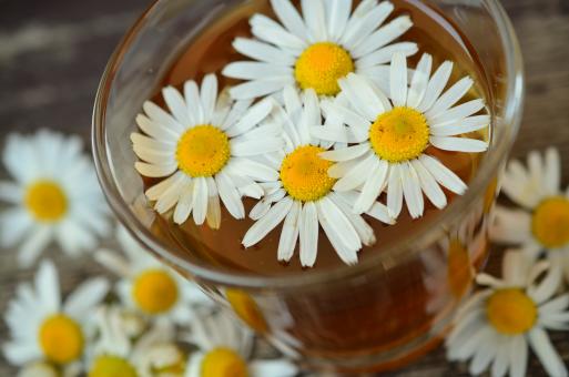 Free Stock Photo of White Chamomile