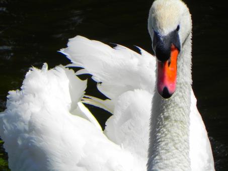 Free Stock Photo of Swan in the Pond