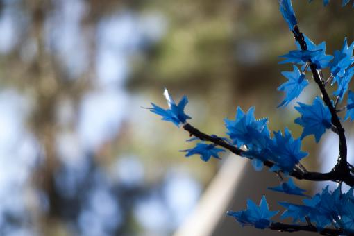 Free Stock Photo of Blue Blooming Flowers