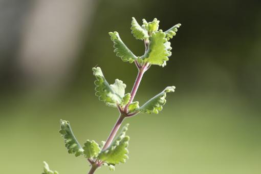 Free Stock Photo of Green leaves up close