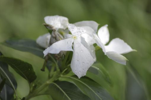 Free Stock Photo of White Small Flower Petals