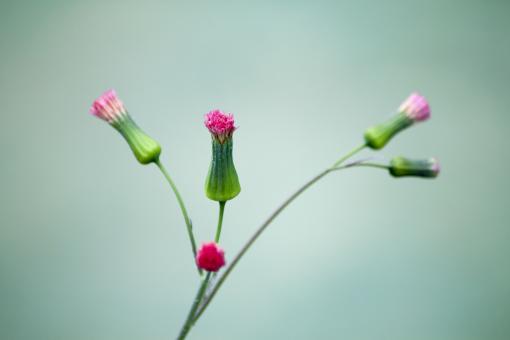 Free Stock Photo of Soft Pink Flowers