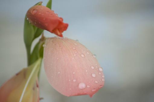 Free Stock Photo of Red and salmon petaled flower with rain drops