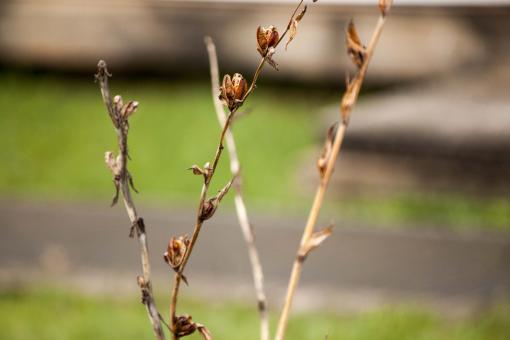 Free Stock Photo of Dried out Branch with Seeds