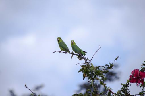 Free Stock Photo of To Small Parakeets