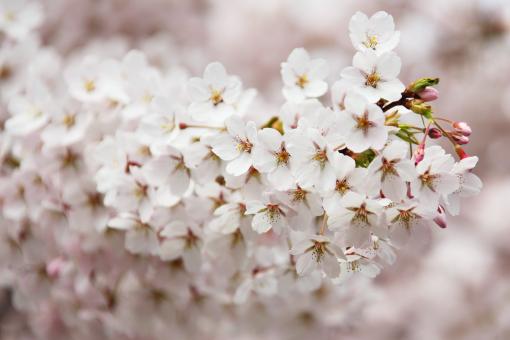Free Stock Photo of White Flowers