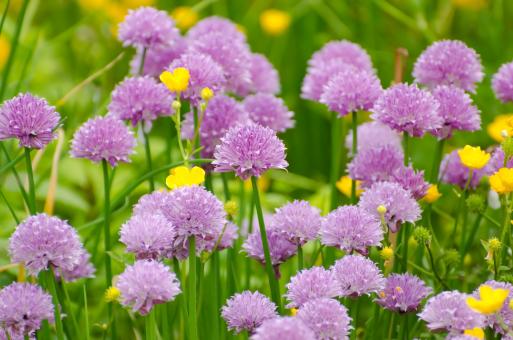 Free Stock Photo of Wild Flowers