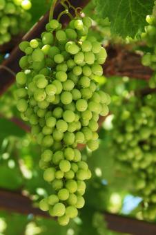 Free Stock Photo of Green Grapes