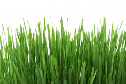 Free Stock Photo of Grass Closeup