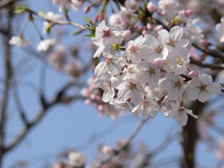 Free Stock Photo of Pink sakura cherry blossoms Japan