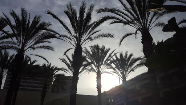 Free Stock Photo of Palm Trees Silhouettes