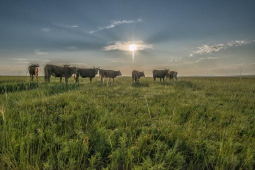 Free Stock Photo of Group of Cows