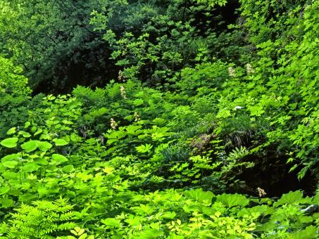 Free Stock Photo of Wild Plants