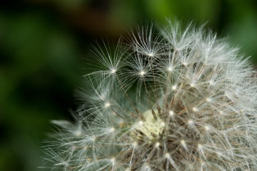 Free Stock Photo of Dandelion Closeup
