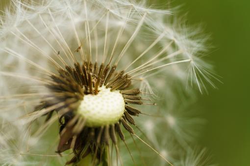 Free Stock Photo of Macro Dandelion
